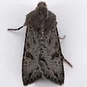 Orthosia erythrolita - Hodges#10477