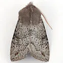 Orthosia erythrolita - Hodges#10477 - photo 2