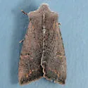 Orthosia erythrolita - Hodges#10477 - photo 3