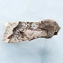 Orthosia erythrolita - Hodges#10477 - photo 4