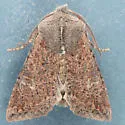 Orthosia erythrolita - Hodges#10477 - photo 5