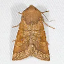 Orthosia ferrigera - Hodges#10482