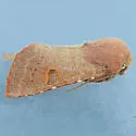 Orthosia ferrigera - Hodges#10482 - photo 2
