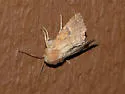 Orthosia ferrigera - Hodges#10482 - photo 3