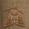 Orthosia ferrigera - Hodges#10482 - photo 4