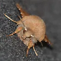 Orthosia ferrigera - Hodges#10482 - photo 5