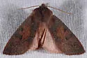Orthosia mys - Hodges#10481