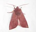 Orthosia mys - Hodges#10481 - photo 2