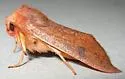Orthosia mys - Hodges#10481 - photo 3
