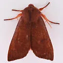 Orthosia mys - Hodges#10481 - photo 4