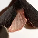 Orthosia mys - Hodges#10481 - photo 5