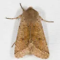 Orthosia pacifica - Hodges#10494 - Orthosia pacifica