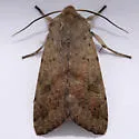 Orthosia pacifica - Hodges#10494 - photo 4