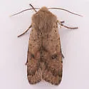 Orthosia pacifica - Hodges#10494 - photo 5