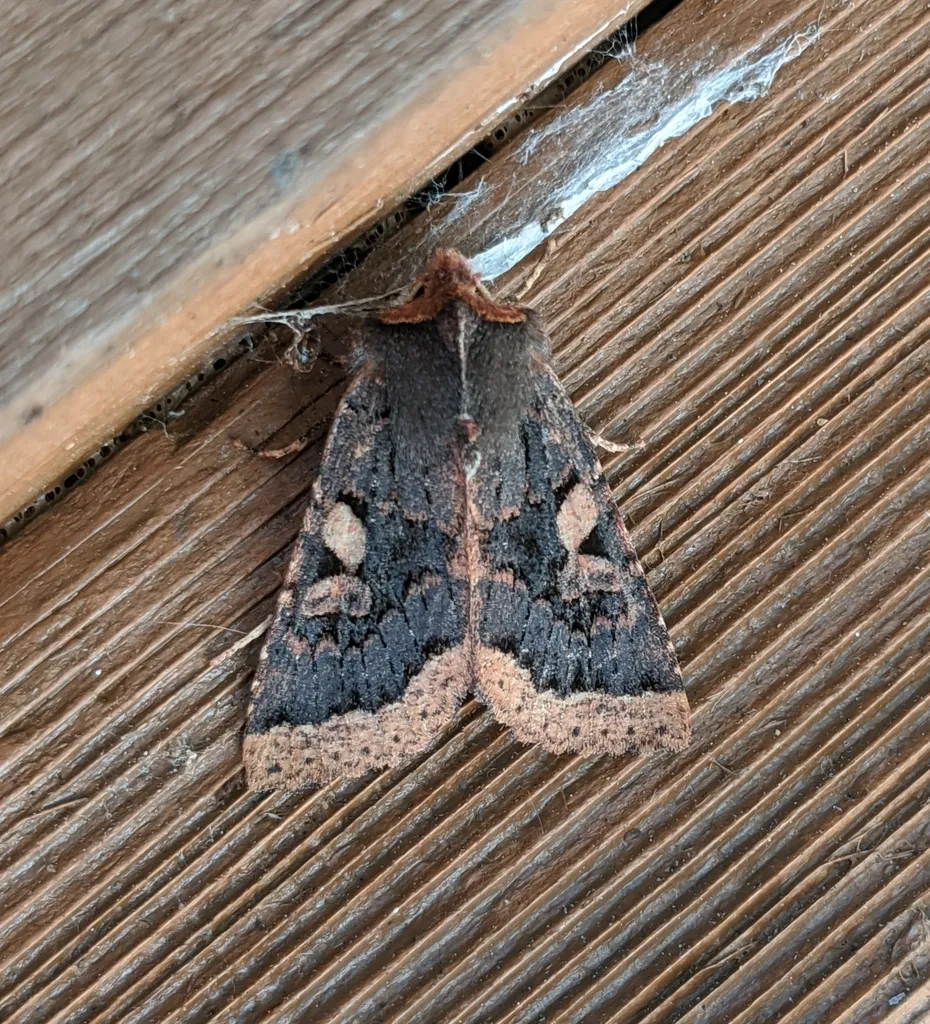 Orthosia praeses - Hodges#10480 - photo 2