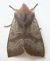 Orthosia pulchella - Hodges#10478 - Orthosia pulchella