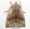 Orthosia pulchella - Hodges#10478 - photo 3
