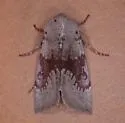 Orthosia pulchella - Hodges#10478 - photo 4