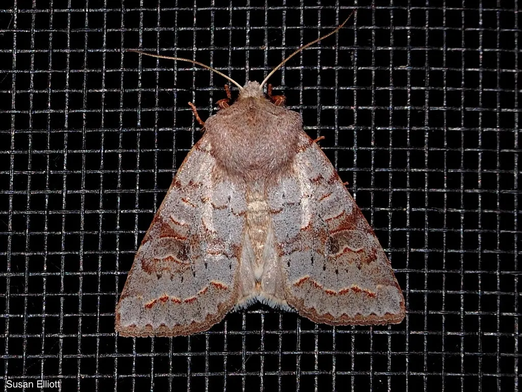 Subdued Quaker - Hodges#10490 - photo 2