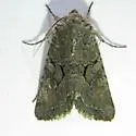 Orthosia segregata - Hodges#10493 - Orthosia segregata