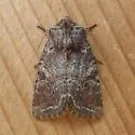 Orthosia segregata - Hodges#10493 - photo 2