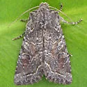 Orthosia segregata - Hodges#10493 - photo 4