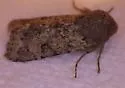 Orthosia terminata - Hodges#10484 - photo 3