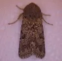 Orthosia terminata - Hodges#10484 - photo 4