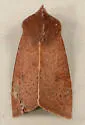 Orthosia transparens - Hodges#10479 - photo 2