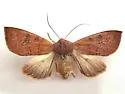 Orthosia transparens - Hodges#10479 - photo 3