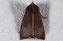 Orthosia transparens - Hodges#10479 - photo 4