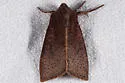 Orthosia transparens - Hodges#10479 - photo 5