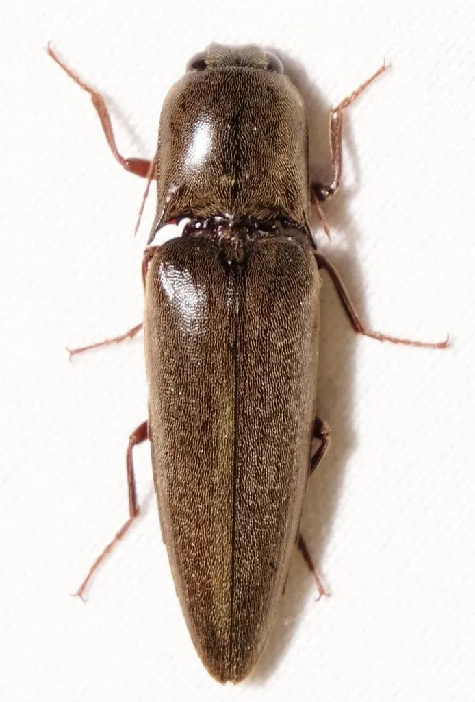 Orthostethus infuscatus - photo 3