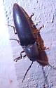 Orthostethus pectinicornis