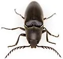 Orthostethus pectinicornis - photo 3