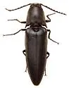 Orthostethus pectinicornis - photo 4