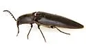 Orthostethus pectinicornis - photo 5