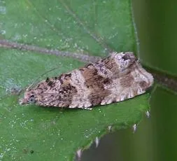 Orthotaenia undulana - photo 2