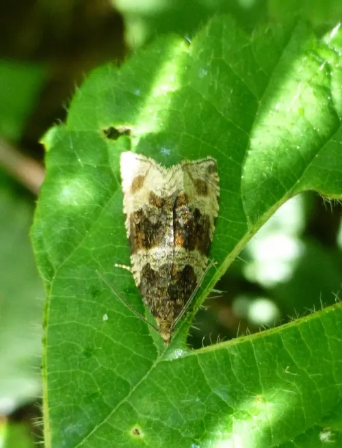 Orthotaenia undulana - photo 3
