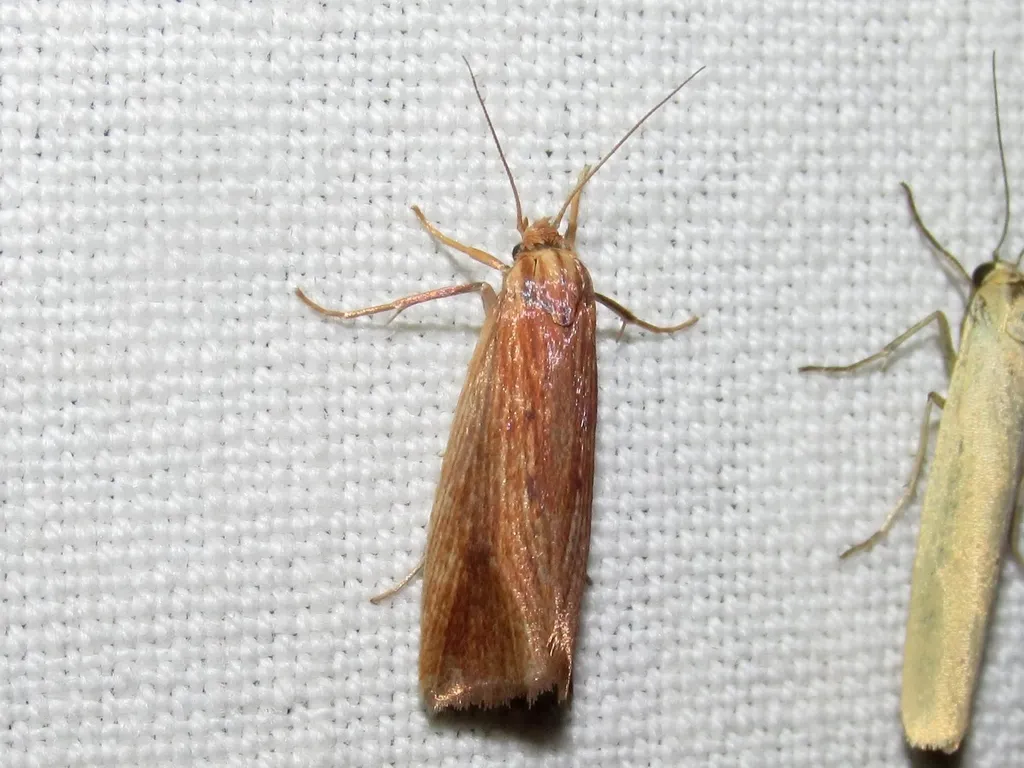 Orthotelia sparganella - photo 2