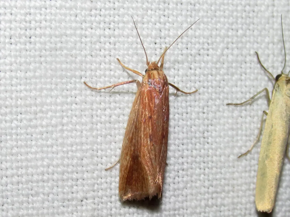 Orthotelia sparganella - photo 3