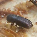 Orthotomicus caelatus - photo 2