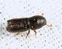 Orthotomicus caelatus - photo 3