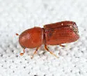 Orthotomicus caelatus - photo 4