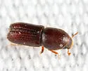 Orthotomicus caelatus - photo 5