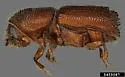 Mediterranean Pine Engraver Beetle