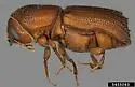Mediterranean Pine Engraver Beetle - photo 2