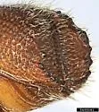 Mediterranean Pine Engraver Beetle - photo 3