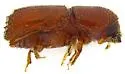 Mediterranean Pine Engraver Beetle - photo 4