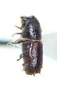 Orthotomicus latidens - photo 2